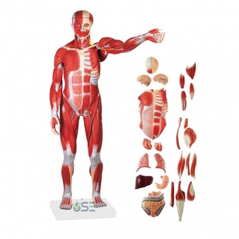 Human Muscle Models